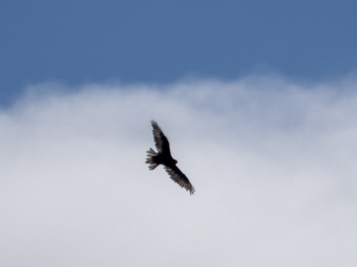 Ferruginous Hawk - Stephen Tarnowski