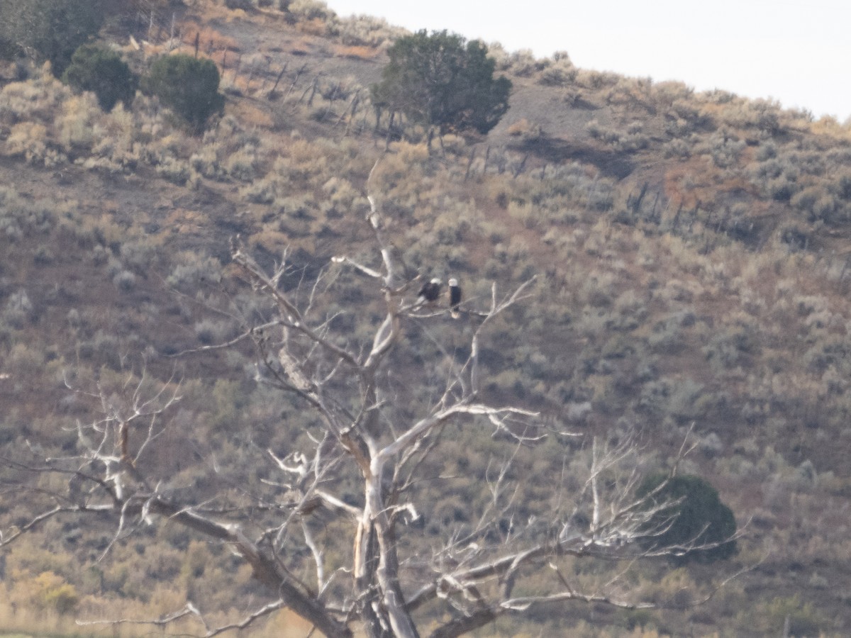 Bald Eagle - Stephen Tarnowski