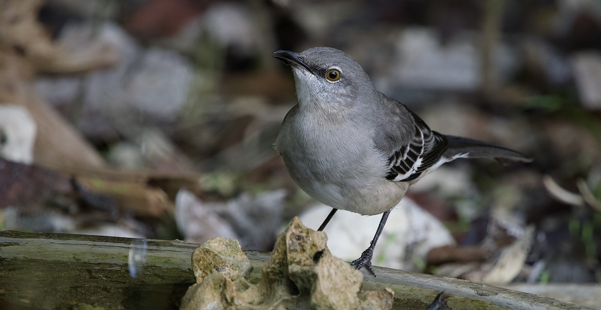 Northern Mockingbird - ML610696632