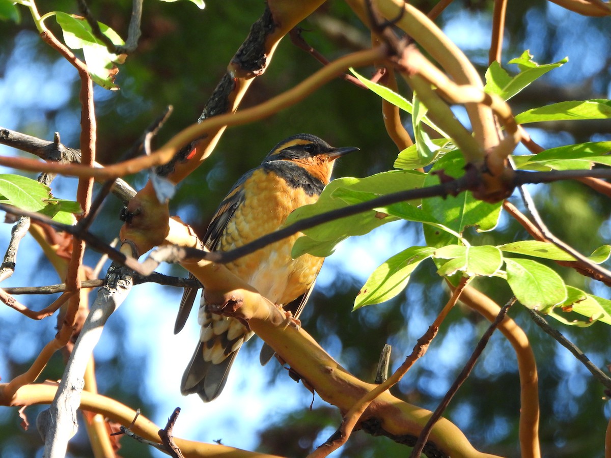Varied Thrush - ML610696696