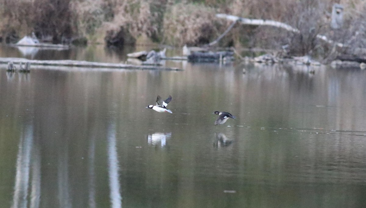 Bufflehead - Joe Gyekis