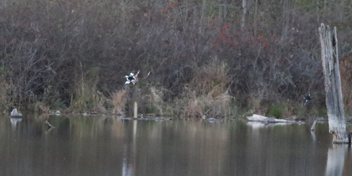 Bufflehead - Joe Gyekis