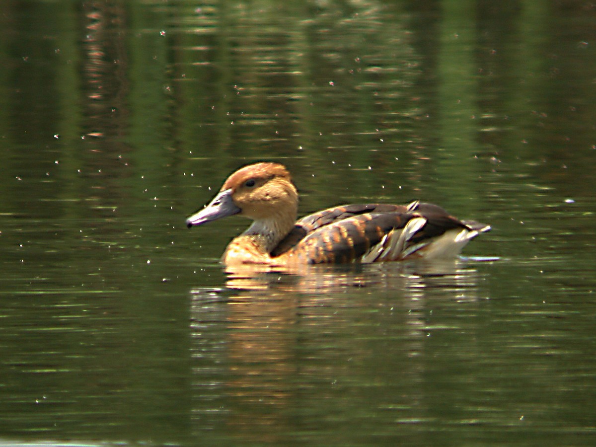 Fulvous Whistling-Duck - ML610696849