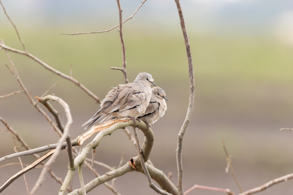 Picui Ground Dove - ML610697053