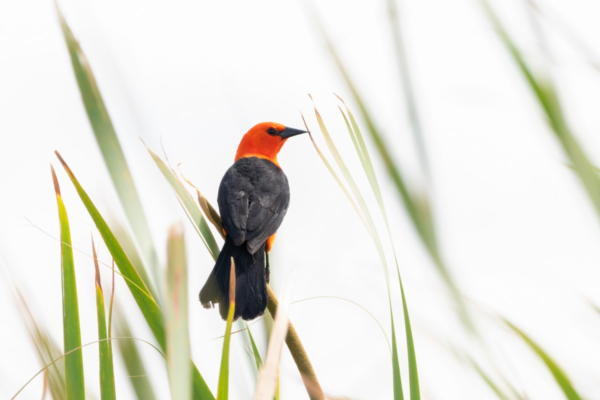 Scarlet-headed Blackbird - ML610697088