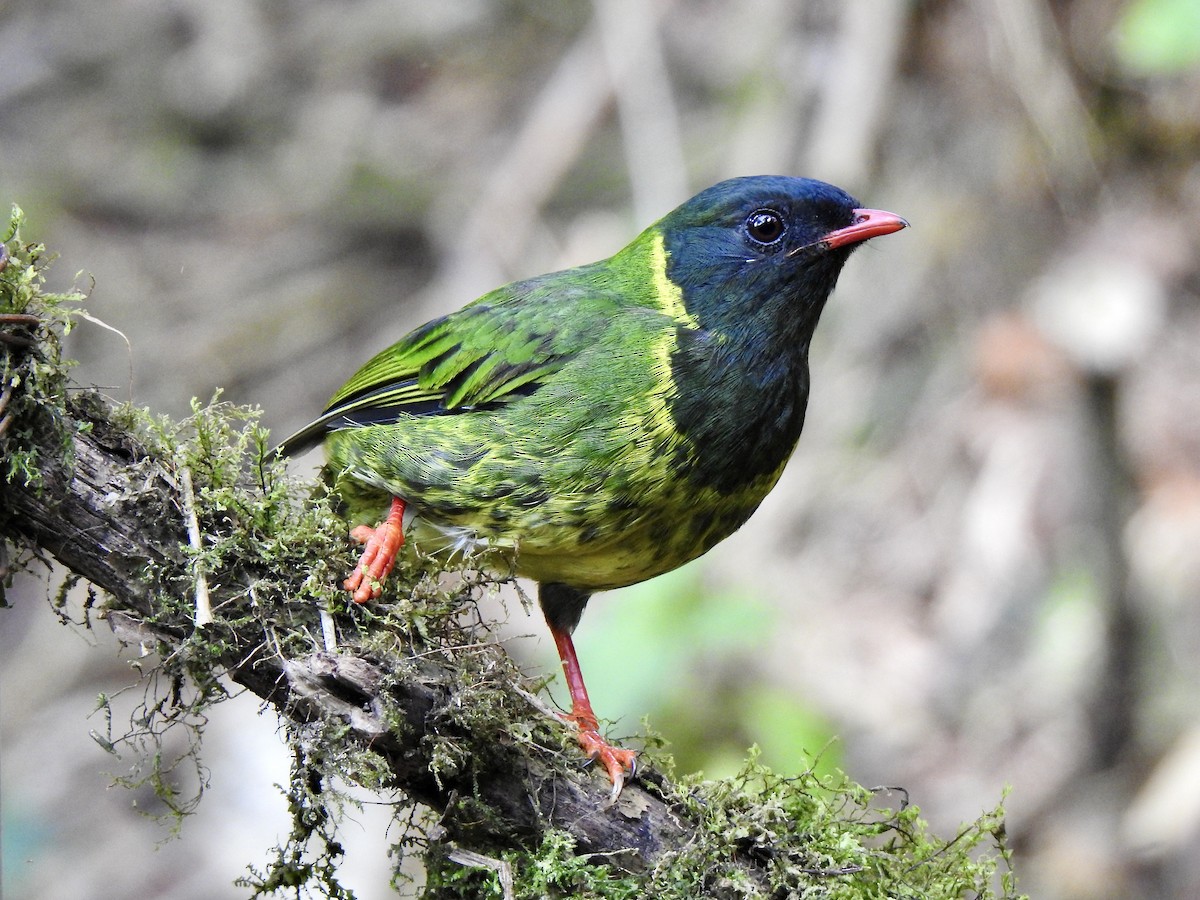 Green-and-black Fruiteater - Jochen Lebelt