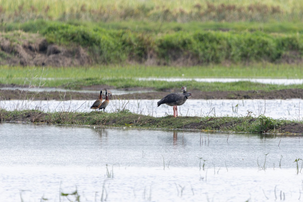 Southern Screamer - ML610697119