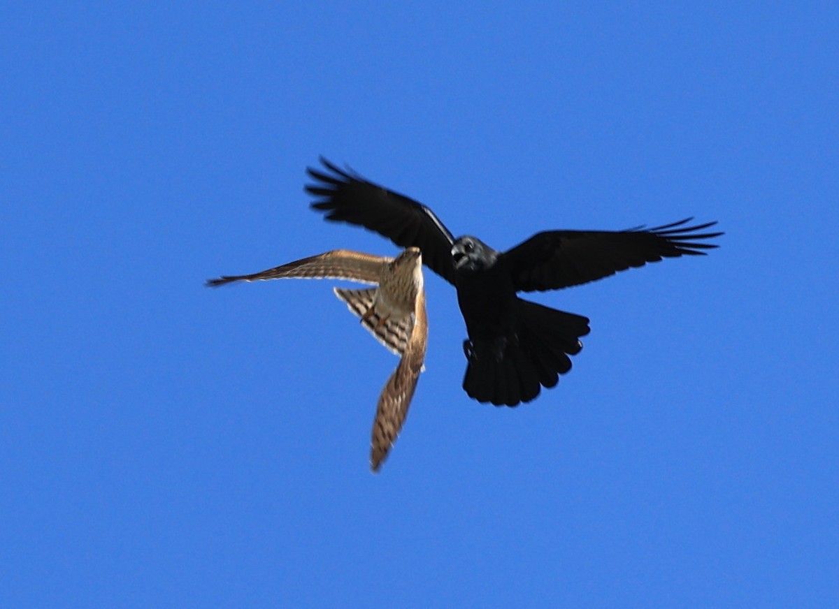 Eurasian Sparrowhawk - ML610697135