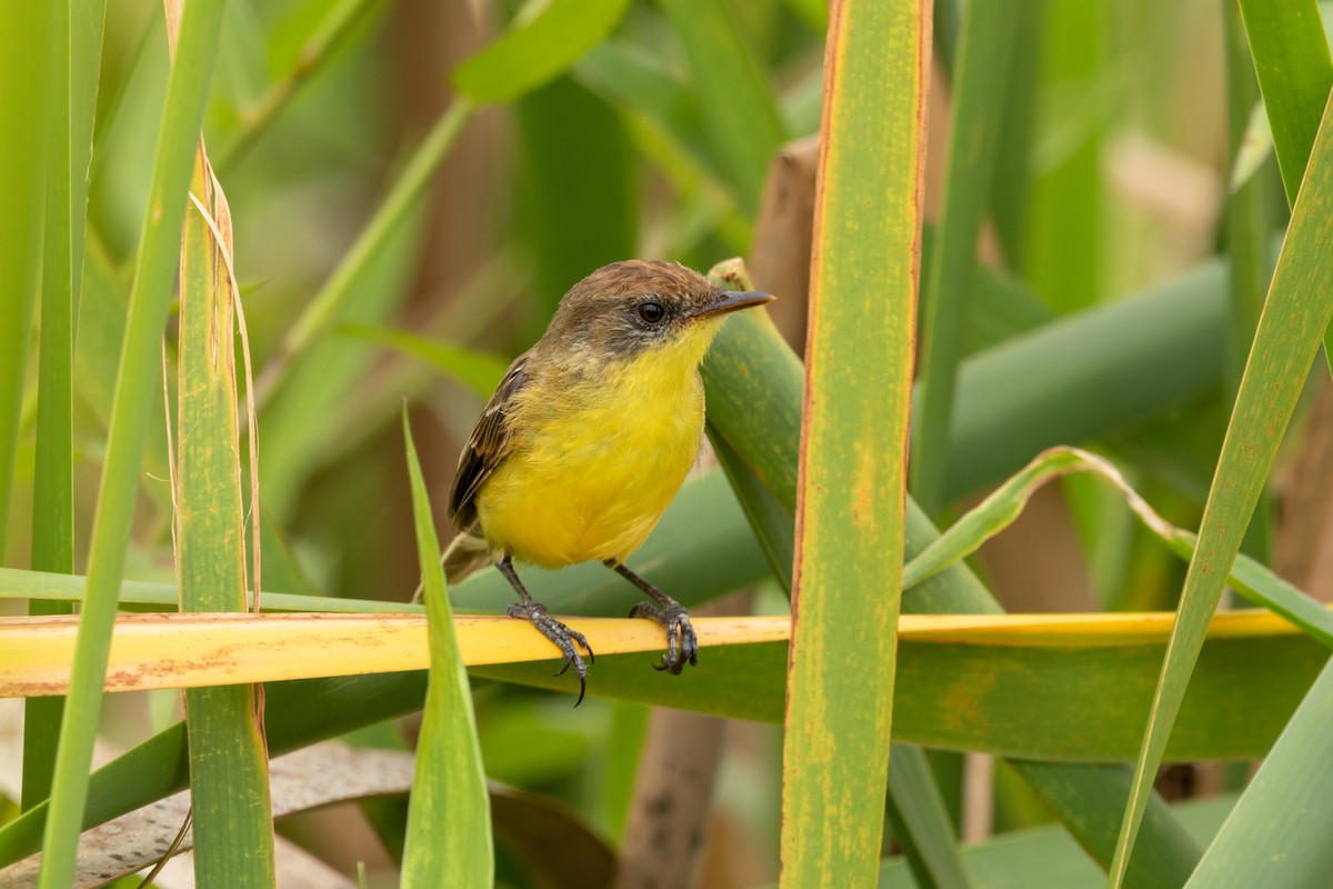 Warbling Doradito - ML610697140