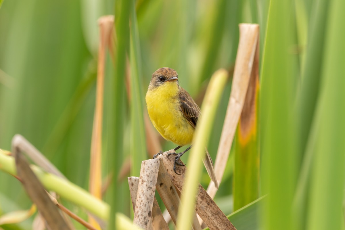 Warbling Doradito - ML610697142