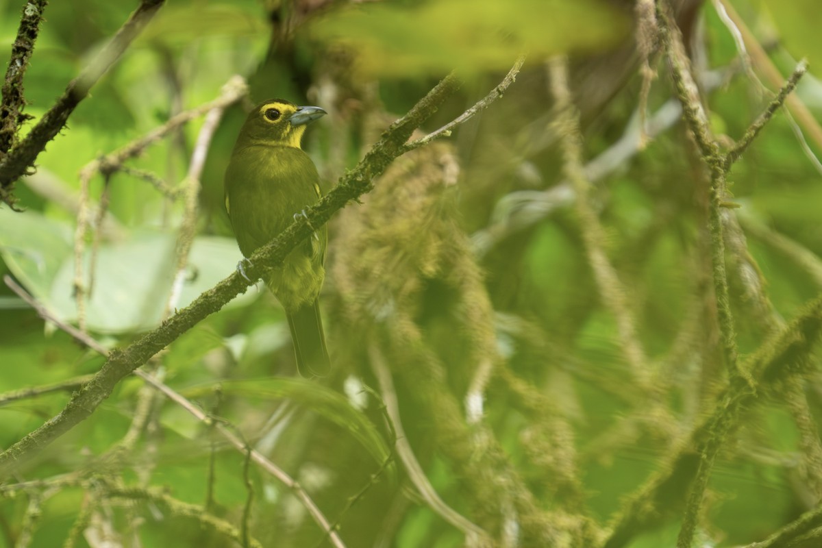 Lemon-spectacled Tanager - ML610697240