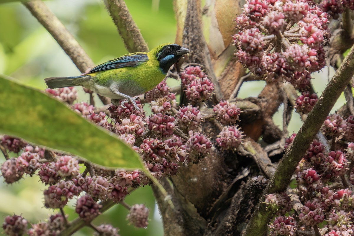 Blue-whiskered Tanager - Jaro Schacht