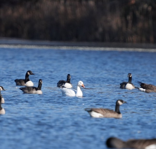 Цасны галуу - ML610697272