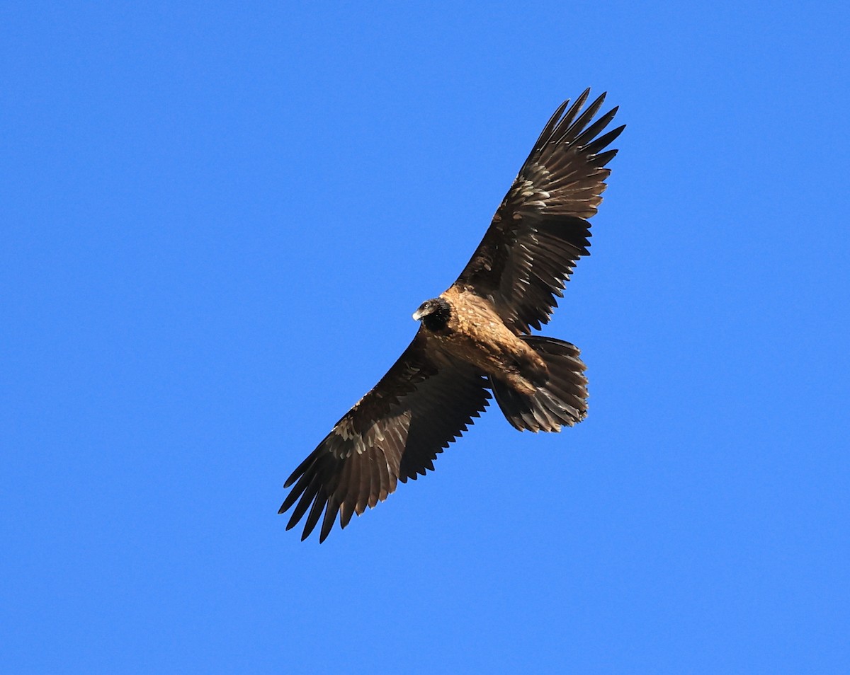 Bearded Vulture - ML610697281