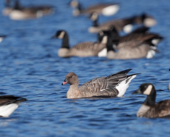 Pink-footed Goose - ML610697292