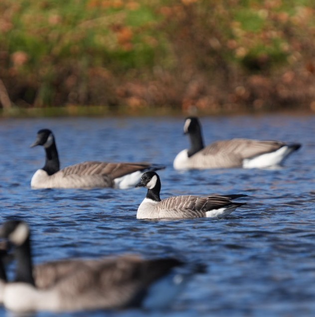 Харлаг галуу - ML610697295