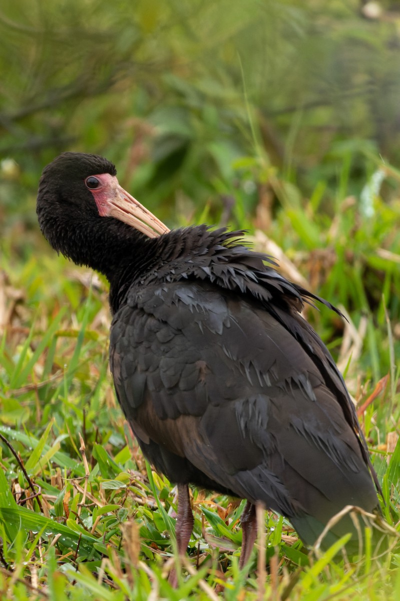 Bare-faced Ibis - ML610697313