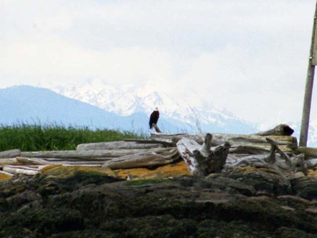 Bald Eagle - ML610697394