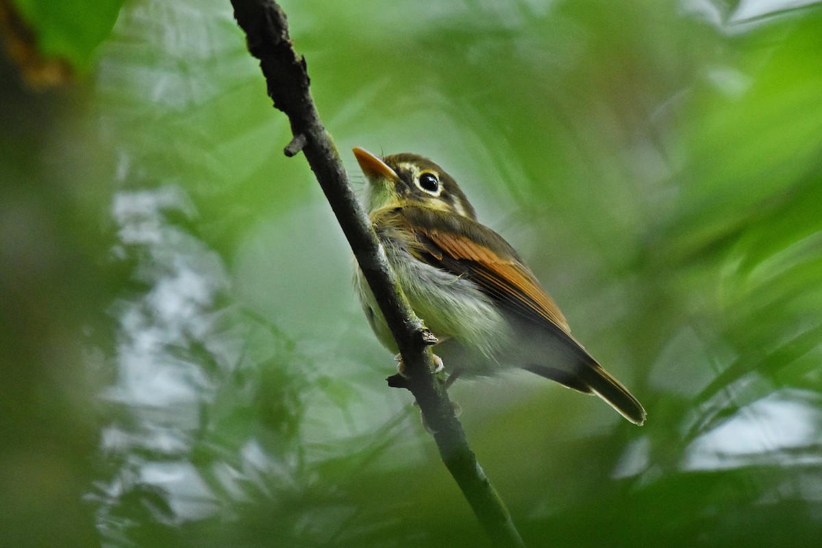 Russet-winged Spadebill - ML610697438