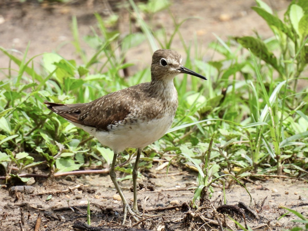 Solitary Sandpiper - Eunice Benko @bahianaii