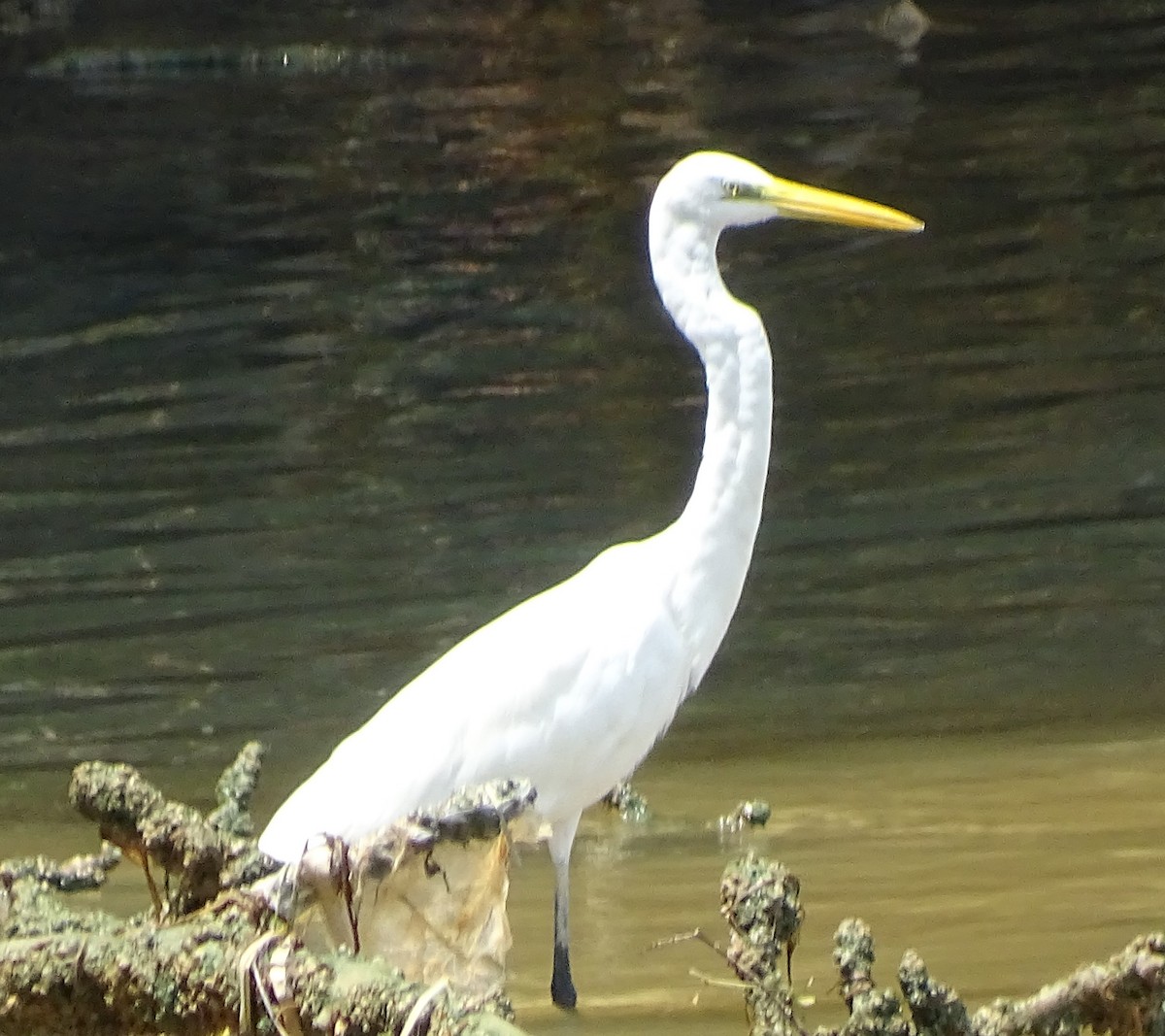 Grande Aigrette - ML610697520