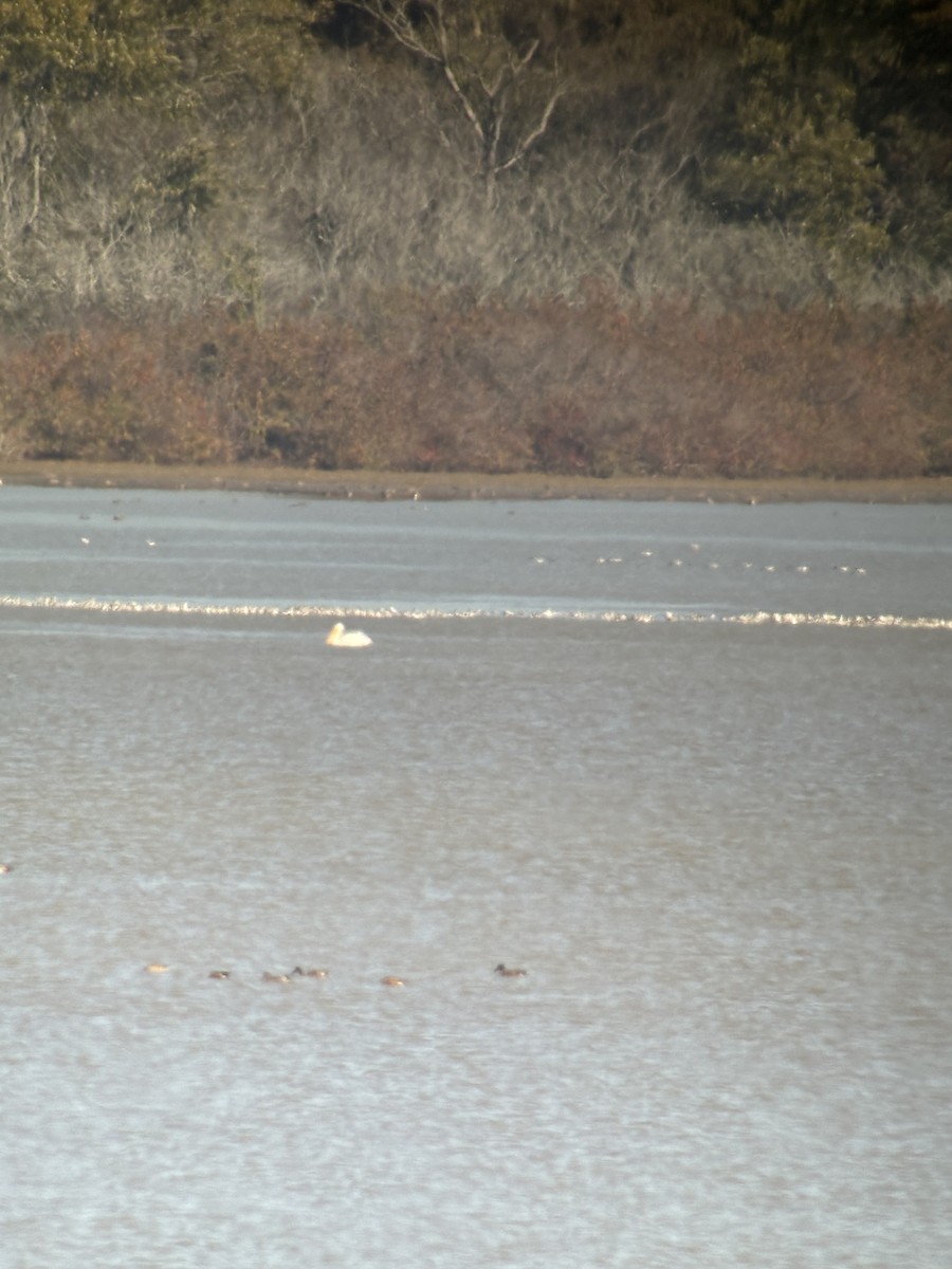 Avocette d'Amérique - ML610697566