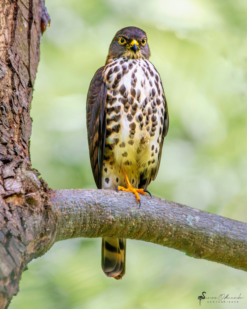 African Goshawk - ML610697617
