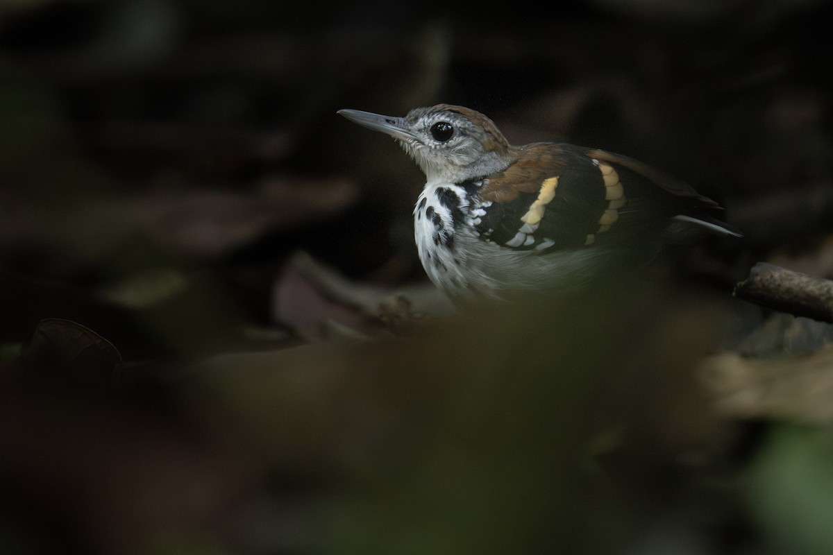 Banded Antbird - ML610697748