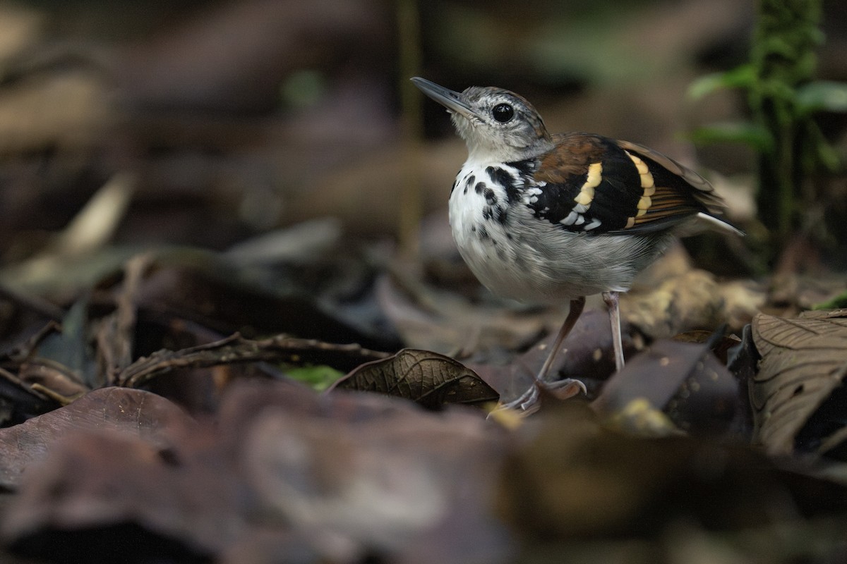 Banded Antbird - ML610697749