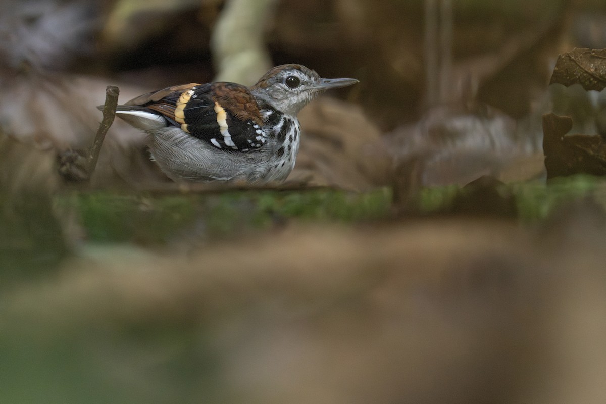 Banded Antbird - ML610697750