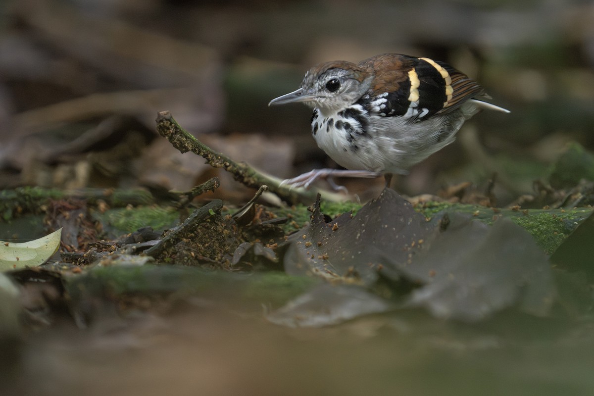 Banded Antbird - ML610697751