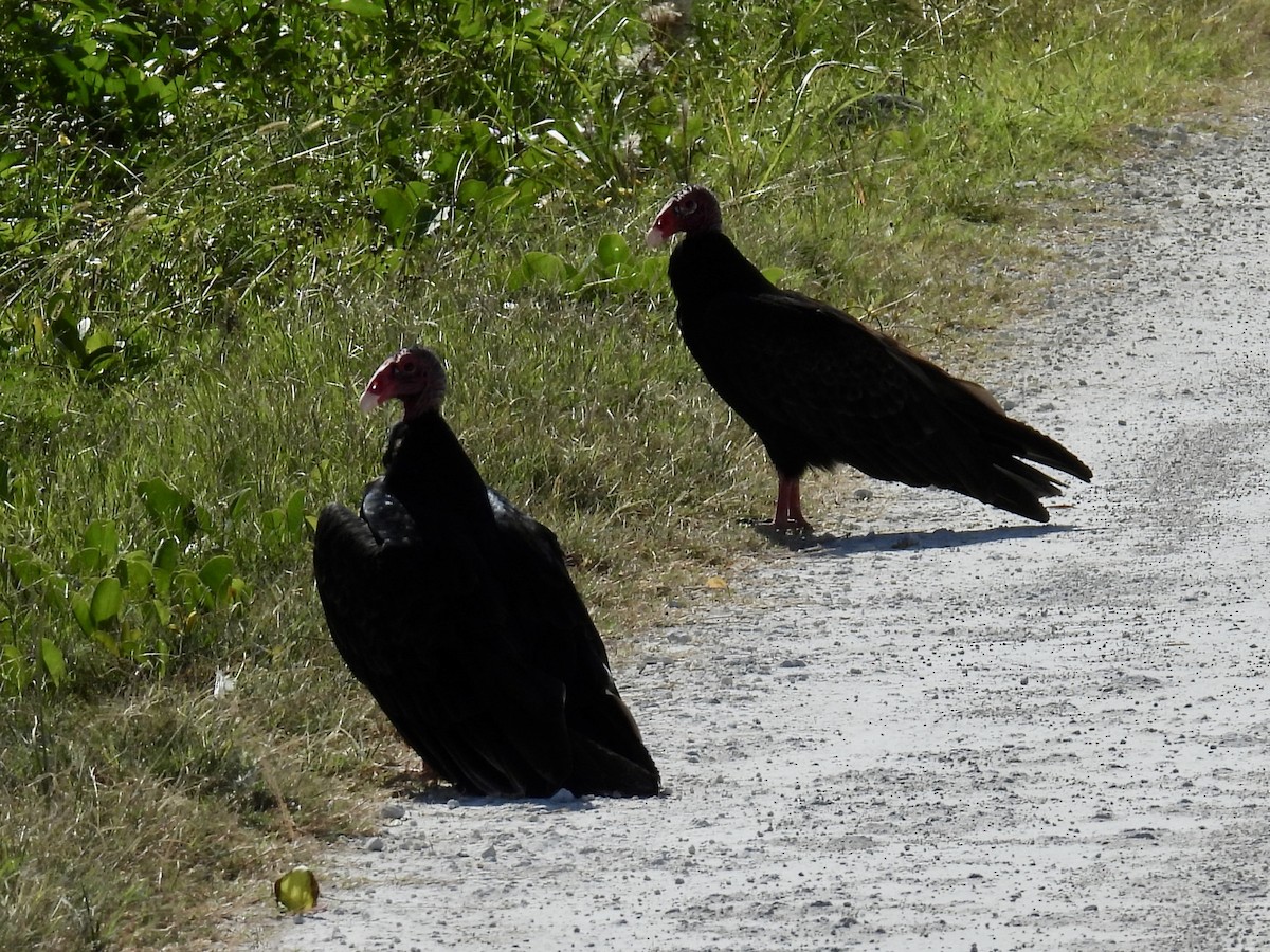 Turkey Vulture - ML610697809