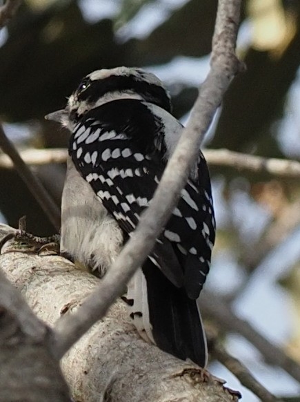 Downy Woodpecker - ML610697828