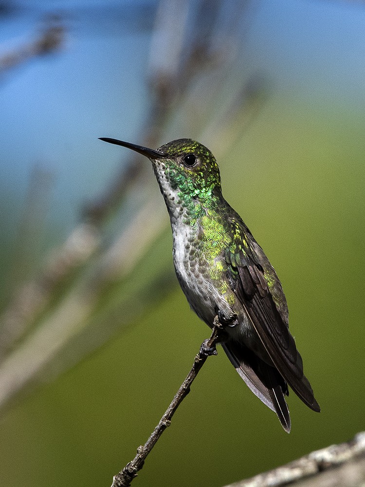 tupikolibri - ML610697996