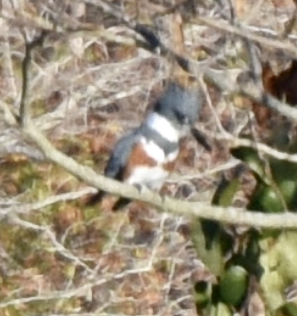 Belted Kingfisher - ML610698006