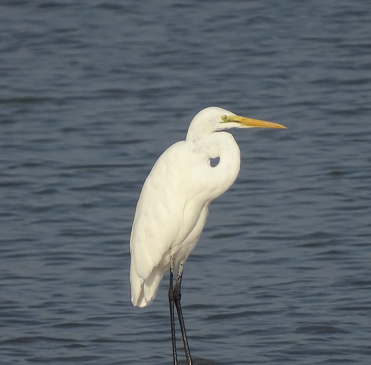 Grande Aigrette - ML610698037