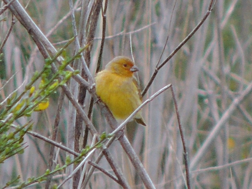 Saffron Finch - ML610698069