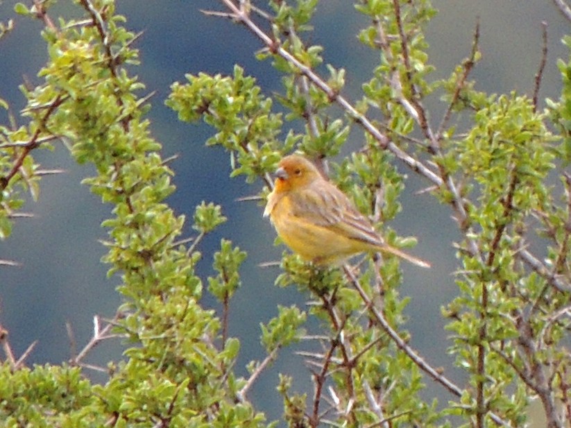 Saffron Finch - ML610698084