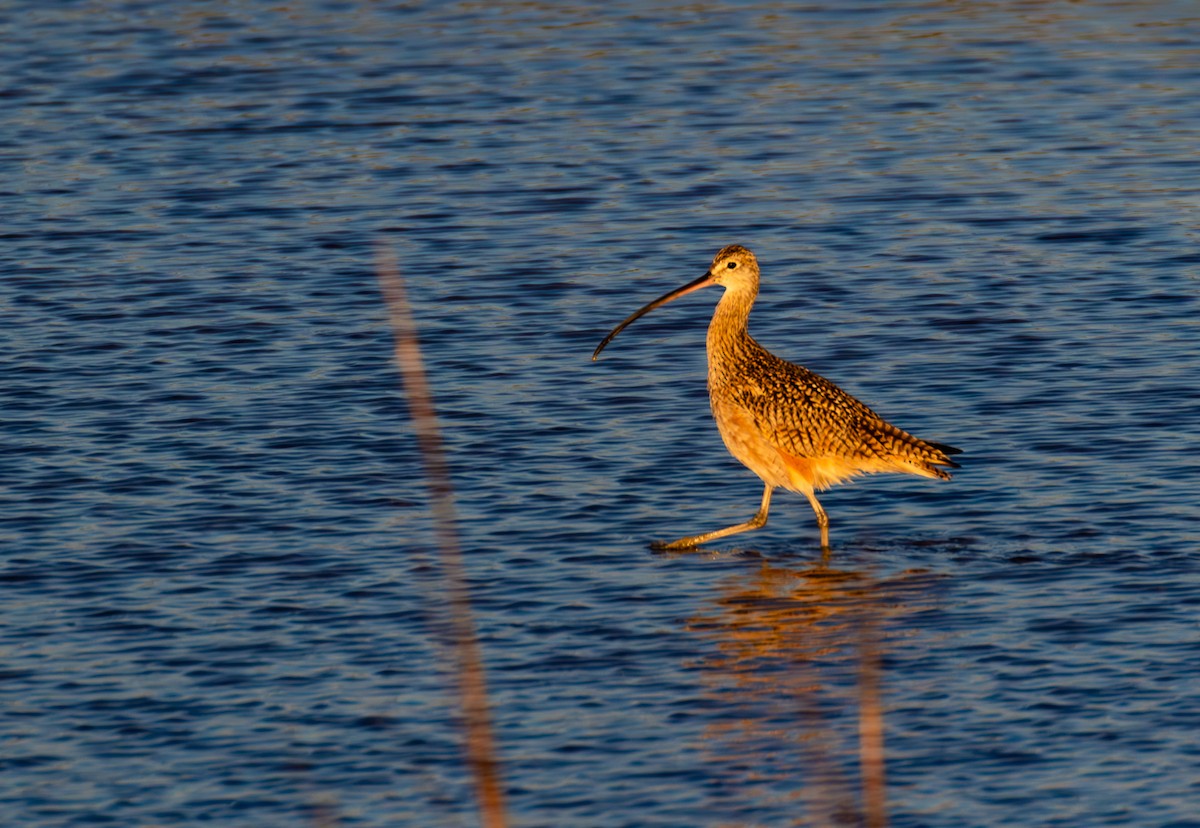 Long-billed Curlew - ML610698122