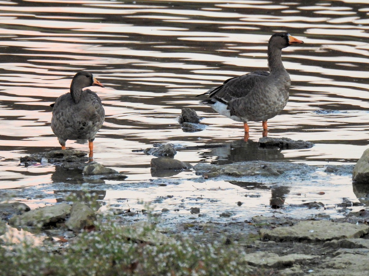 Greater White-fronted Goose - ML610698138