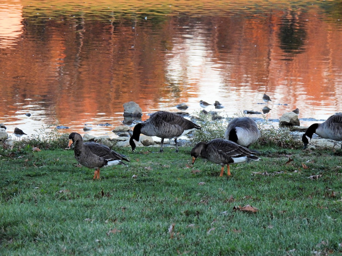 Greater White-fronted Goose - ML610698141