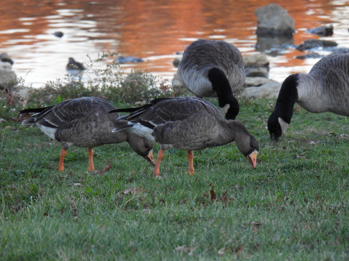 Greater White-fronted Goose - ML610698145