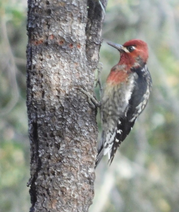 Red-naped x Red-breasted Sapsucker (hybrid) - ML610698147