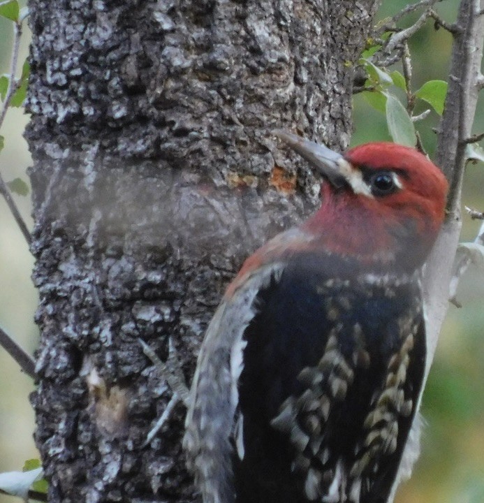 Red-naped x Red-breasted Sapsucker (hybrid) - Virginia Macintosh