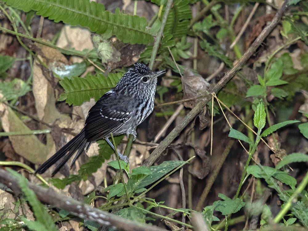 Dusky-tailed Antbird - ML610698168