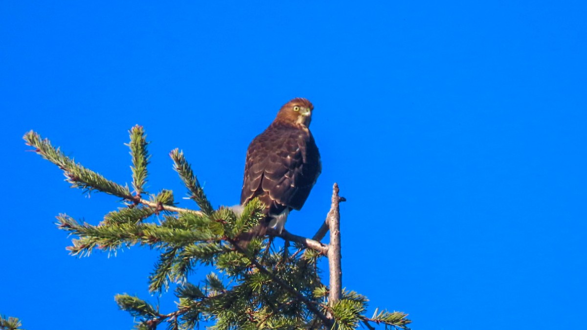 Red-tailed Hawk - Jack Pauw