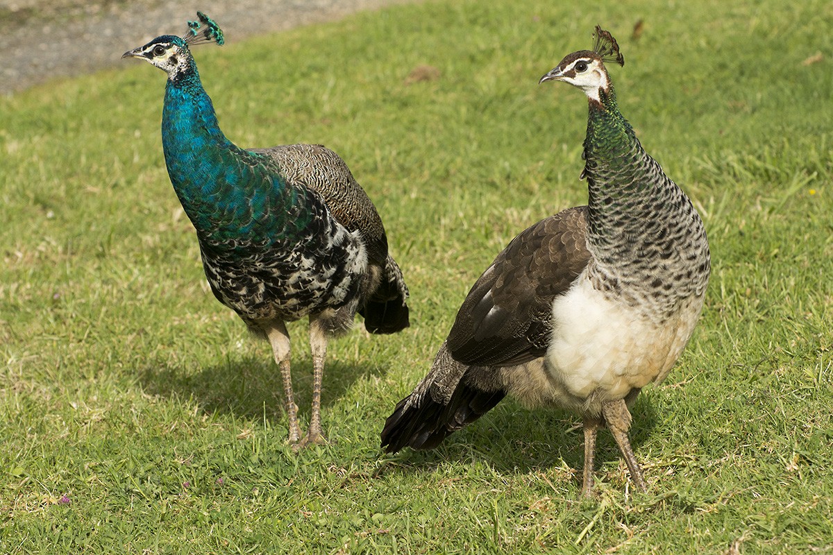 Indian Peafowl - ML610698288