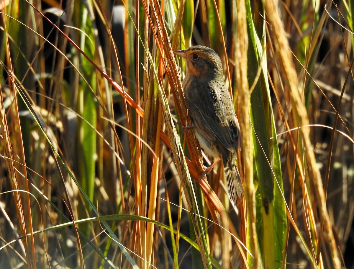 Nelson's Sparrow - ML610698312