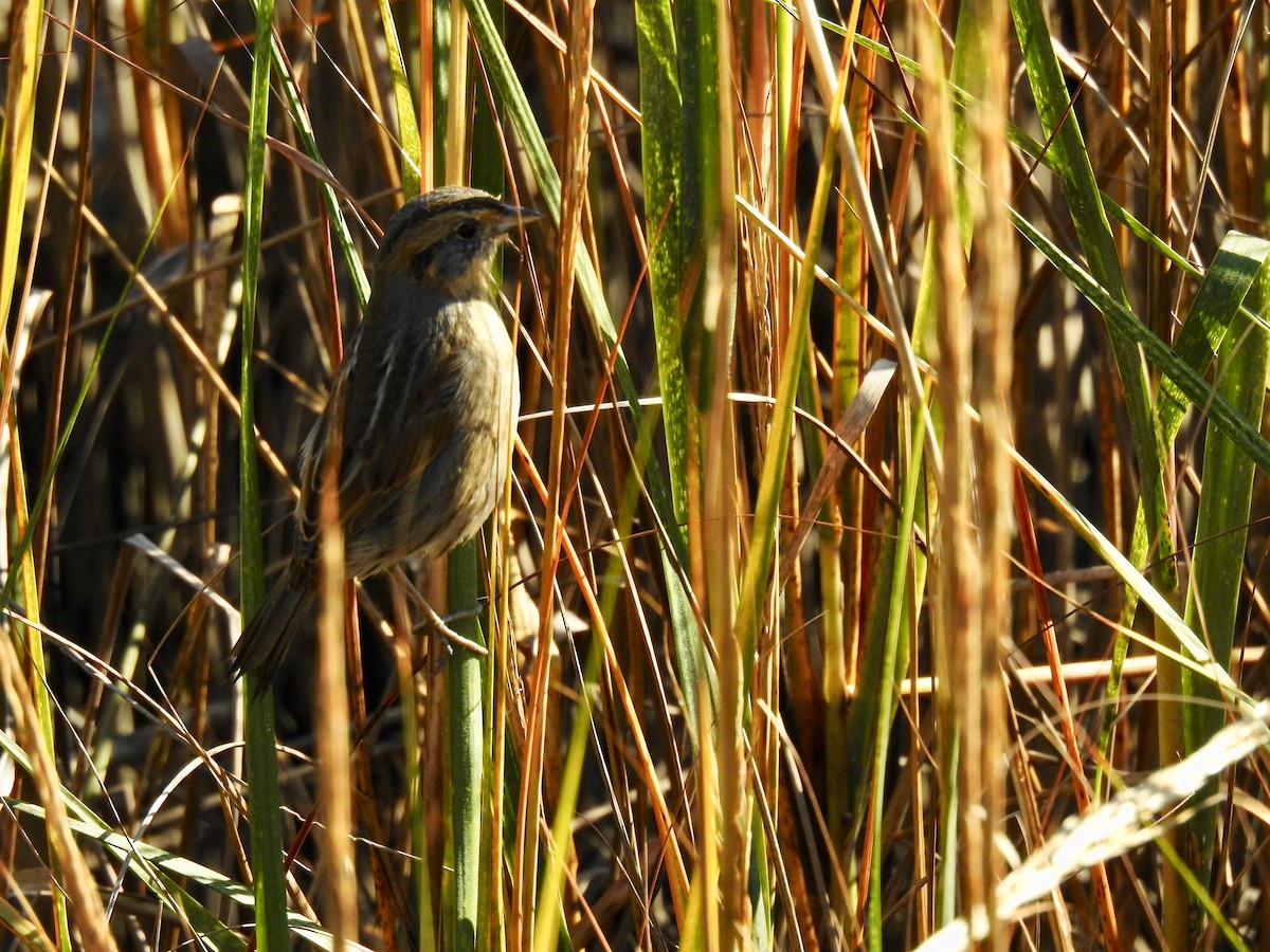 Nelson's Sparrow - ML610698317