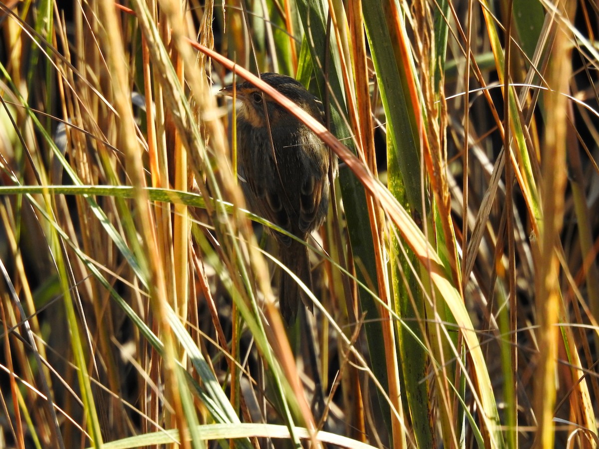 Багновець блідий - ML610698329